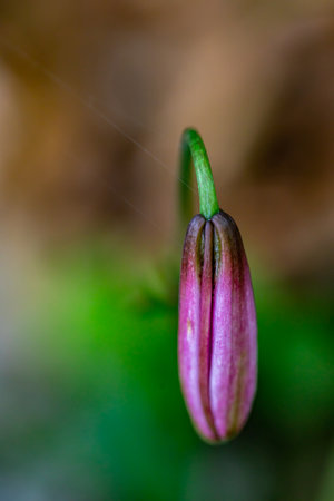 Lilium martagon flower growing in forest, close upの写真素材