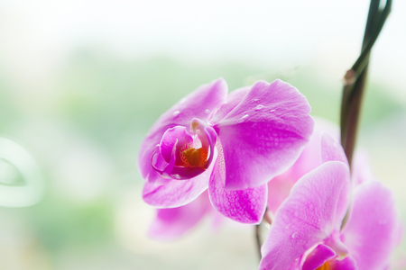 Morning drops of dew on a lilac ochide with a blurry light backgroundの写真素材