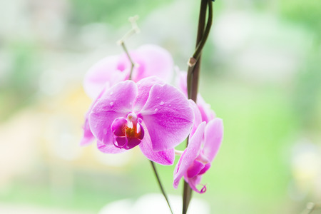Morning drops of dew on a lilac ochide with a blurry light backgroundの写真素材
