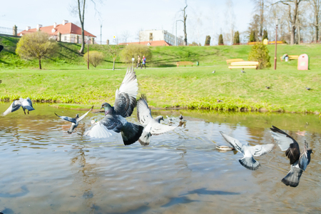 A flying dove over a river in a park on a sunny afternoonの写真素材