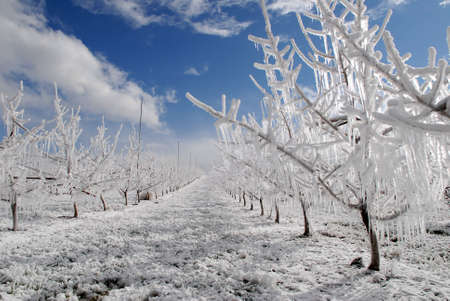 spring frost  protection in orchard with snowの写真素材