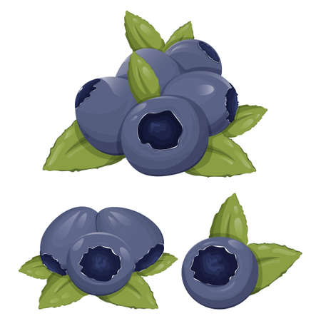 blueberry set. Ripe, purple, and healthy forest berries. Vector illustration with leaves on a...