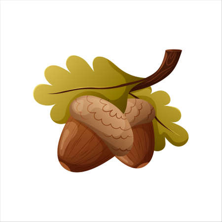 Acorns on a branch with oak leaves. Vector image of plants, nature in cartoon style on an isolated background. Forest elements, camping, hiking.のイラスト素材