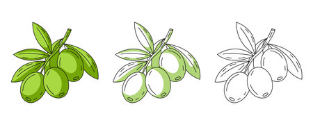 Olive branch, colorful and line greens icons set. Farm vegetable vector outline icon, monochrome and color illustration. Healthy nutrition, organic food, vegetarian product.のイラスト素材