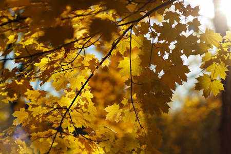 Autumn maple leaves. soft focus.の写真素材