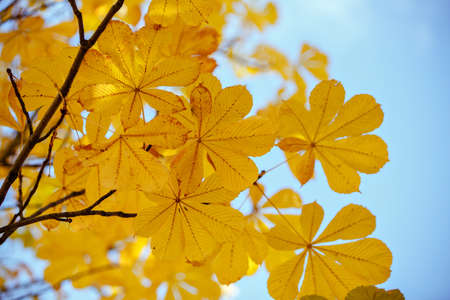 Autumn chestnut leaves. soft focus.の写真素材