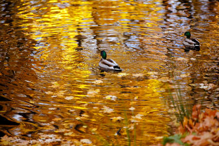 Duck swim in the lake which reflects the trees in autumnの写真素材