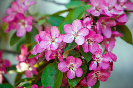 Blooming tree in spring with pink flowersの写真素材
