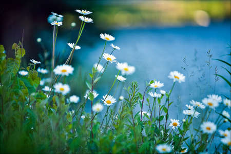 white daisies on blue backgroundの写真素材