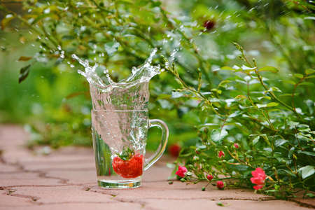Spray clean drinking water from transparent circles on a background of pink roses and green leaves in the summerの写真素材