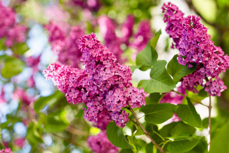 branch with spring lilac flowersの写真素材