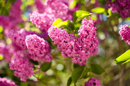 branch with spring lilac flowersの写真素材