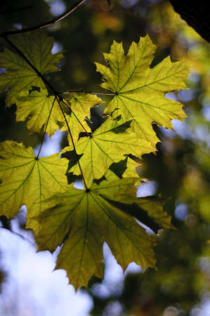 leavesの写真素材