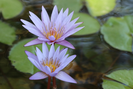 two violet lotus in natureの写真素材