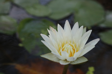 yellow lotus in pondの写真素材