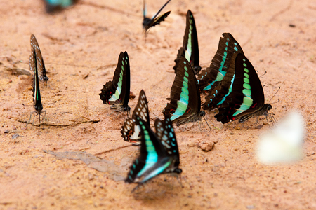 Blue butterflies in natureの写真素材