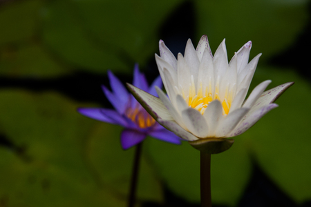white lotus or waterlily with yellow carpelの写真素材