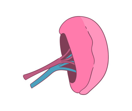 This is a simple spleen illustration.のイラスト素材