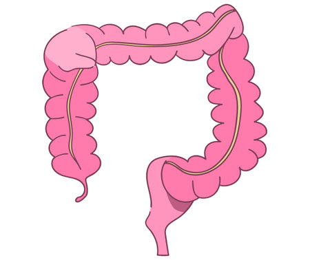 This is a simple colon illustration.のイラスト素材