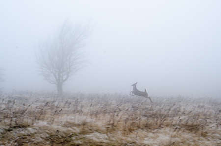 A whitetail deer runs through a meadow in Dolly Sods Wilderness, West Virginiaの写真素材