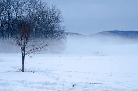 Cows in Snowy Fieldの写真素材