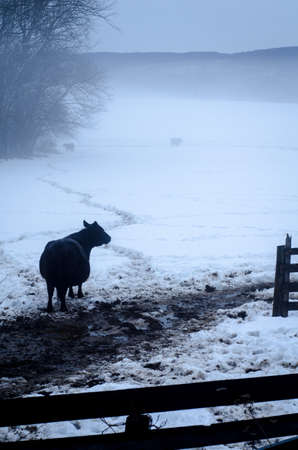 Cows in Snowy Fieldの写真素材
