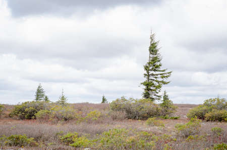 spruce tree in Dolly Sods Wilderness, West Virginiaの写真素材