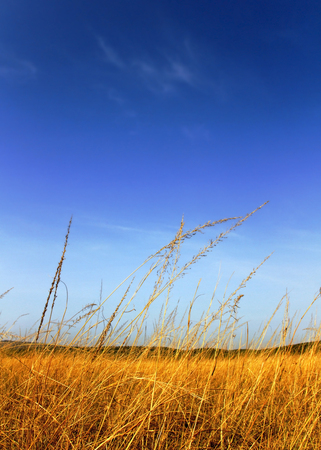 Close up of beautiful African plains and blue sky (Rwanda)の写真素材