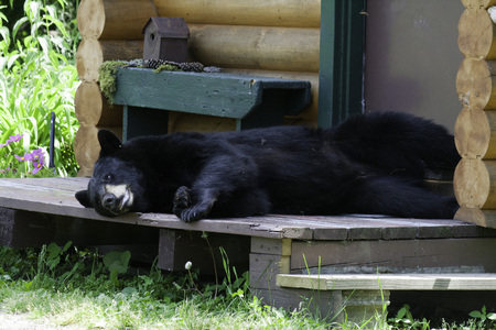 Black bear laying on a cabin porchの写真素材