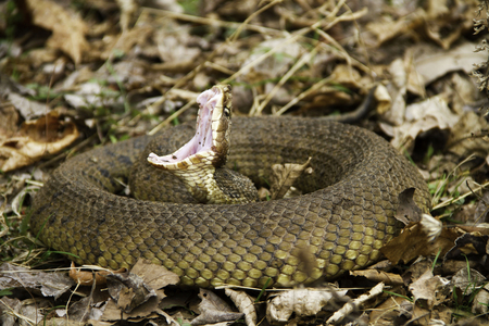 Cottonmouth (Agkistrodon piscivorus) coiled in leaves, with classic open mouth threat displayの写真素材