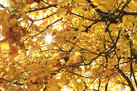 Beautiful yellow autumn leaves in a tree with the sun shining through the branches