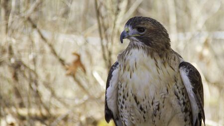 Red-tailed hawk in the forest with treesの写真素材