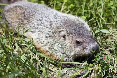 Close up portrait of a young groundhog in the grass at ground levelの写真素材