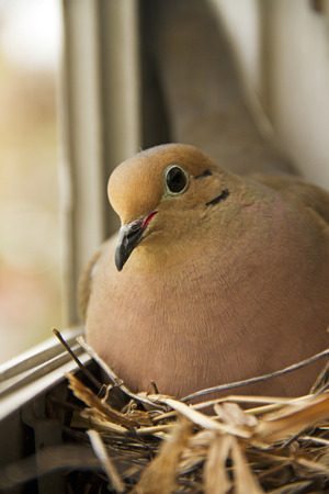 Close up of a Mourning Dove on her nestの写真素材