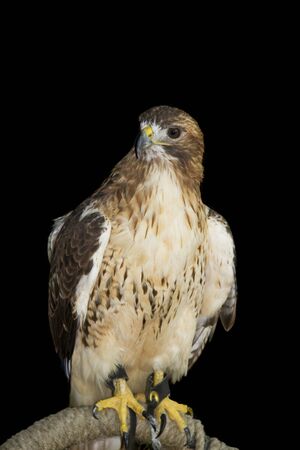 Hawk isolated on black backgroundの写真素材