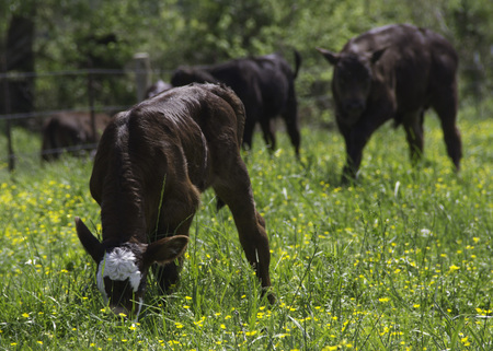 Calf and herd of cows grazing on spring grassの写真素材