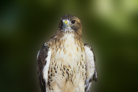 Red-tailed hawk isolated on green backgroundの写真素材