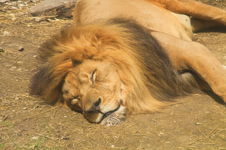 Closeup shot of a male lion sleeping in the dirt, lying relaxedの写真素材
