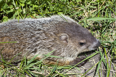 Groundhog in the grass from above viewの写真素材