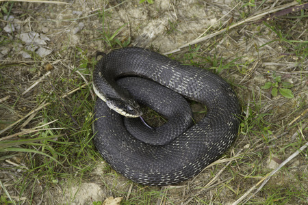 Eastern hognose snake coiled in the grassの写真素材