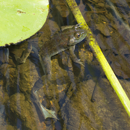 Green frog (Lithobates clamitans) in a clear pondの写真素材