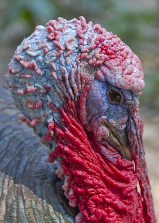 Close up shot of a tom turkeyの写真素材