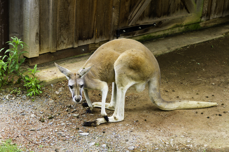 Red Kangaroo at the zooの写真素材