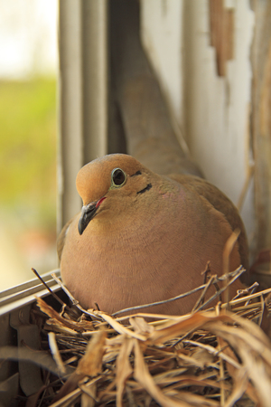 Mourning dove on her nest in a window of an old homeの写真素材