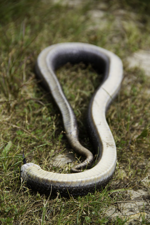 Eastern hognose snake (heterodon platyrhinos) playing dead to deter predatorsの写真素材