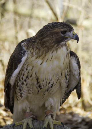 Captive hawk perched on a log with trees in the backgroundの写真素材