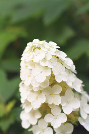 Close up shot of an oakleaf hydrangea blossom (Hydrangea quercifolia) in a gardenの写真素材