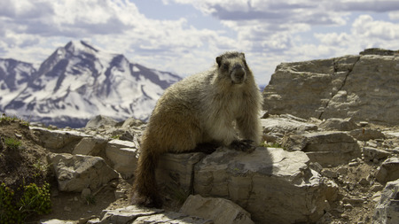 Marmot mammal with mountains in the backgroundの写真素材