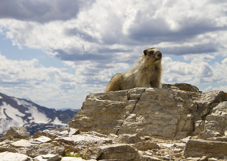 A marmot on a mountain with clouds in the backgroundの写真素材