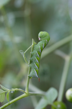 Tomato hornworm caterpillar garden pest on a plant stemの写真素材